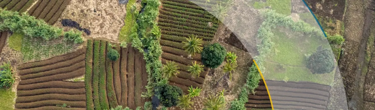 Aerial view of rows of farming land scattered abstractly with trees