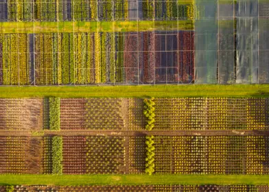 golden crop fields viewed from above